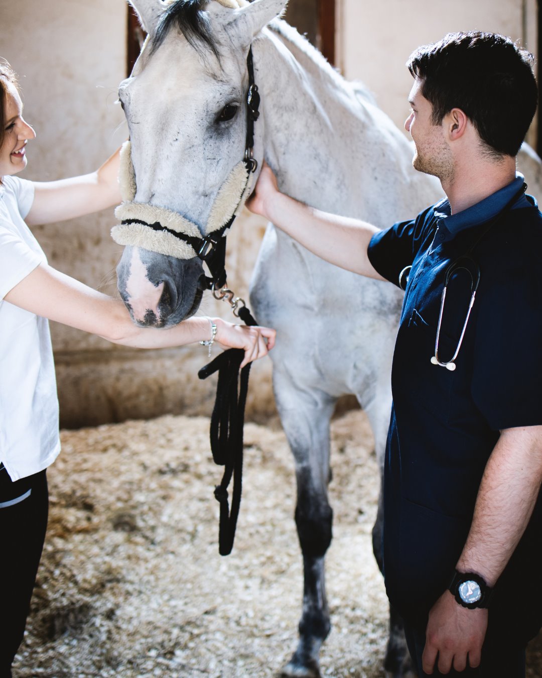 Vet — a mobile equestrian pro at work